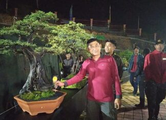 Bonsai lampung