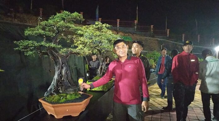Bonsai lampung